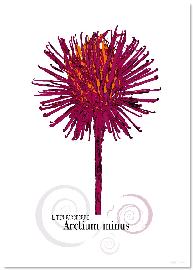 Arctium_C