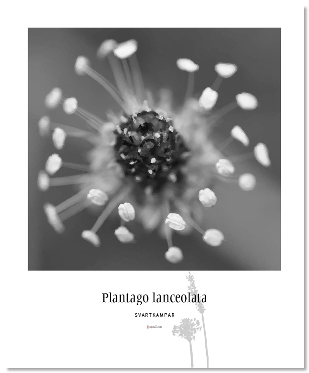 Plantago